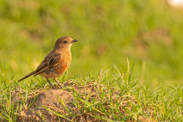 Bush Chat in search of food