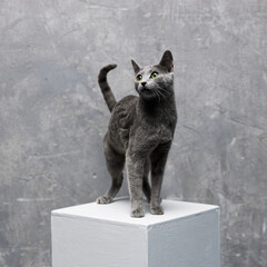 grey russian blue cat stands on a white cube on a gray background