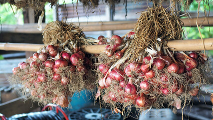 Naklejka premium Shallots. Bunch of shallots hung on the old bamboo. Red onion, dry and tied together.