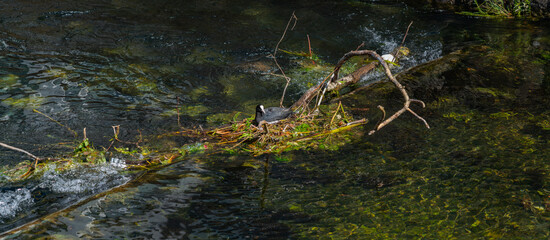 Bird nest in the middle of the river