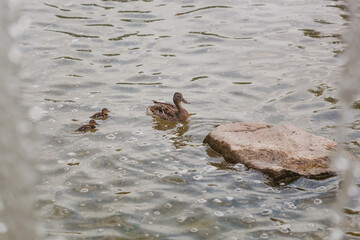 Mallard female and two ducklings swimming in the water near the stone and waterfall