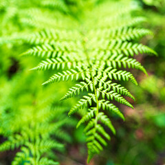 Fern