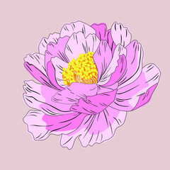 Illustration Featuring Colorful Wild Flowers. Vector flowers isolated.