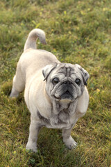portrait of a beautiful elderly pug close-up view from above