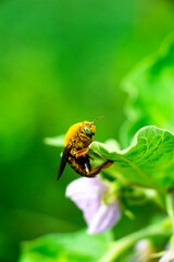 Bees are flying insects closely related to wasps