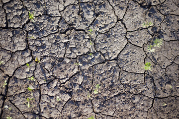 Drought the earth dried up in the cracks the plants died