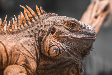 Fototapeta premium Close-up portrait of an orange colored male Green iguana (Iguana iguana).