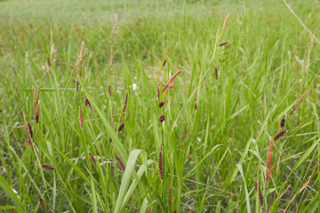 Carex flacca