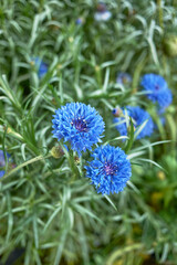 Centaurea cyanus 