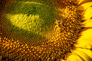 A bee collects pollen from a beautiful sunflower flower