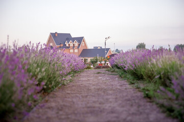 Fototapeta na wymiar Blooming lavender field in the morning light