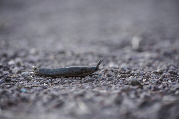 A large slug crawling around on the ground  The slug is brown.