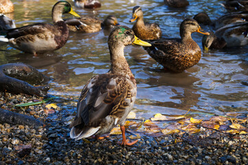 Mallard ducks by the lake in summer