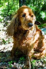 Red curly english cocker spaniel in the sun