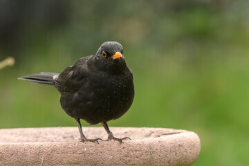 Fototapeta premium Amsel in der Vogeltränke