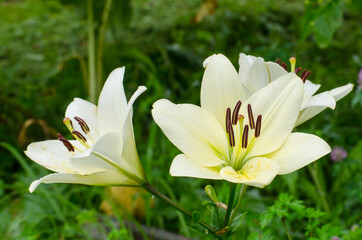 White lily bush free space for insertion