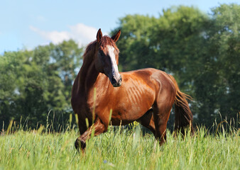 Thoroughbred race horse runs gallop in ranch meadow