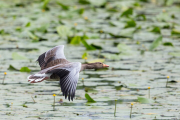 one gray goose (anser anser) flying over pond covered by green leaves