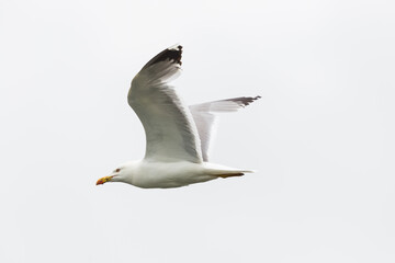 side view portrait flying yellow-legged gull (larus michahellis)