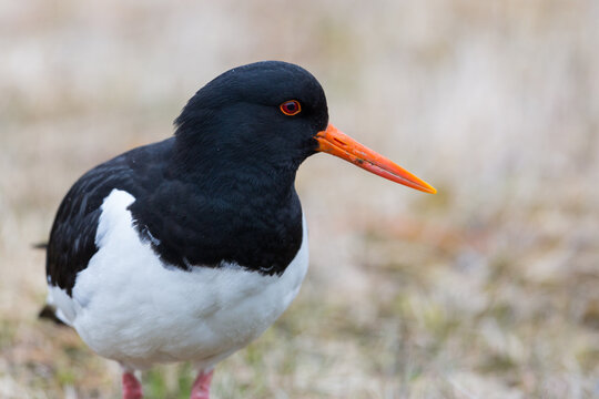 detailed portrait of oystercatcher bird (Haematopus ostralegus) in meadow