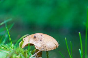 mushrooms in the grass