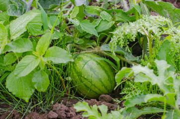 Growing watermelons. Agricultural industry. Natural watermelon grows in the field. Organic agriculture. selective focus