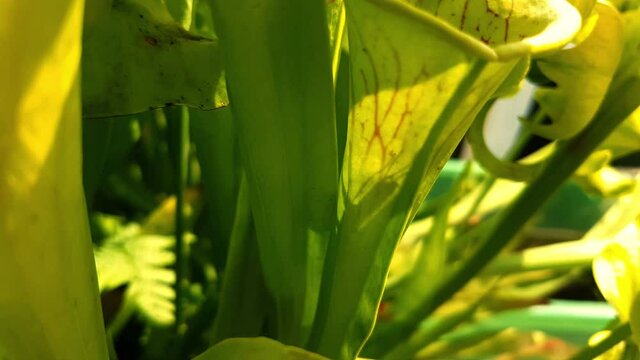 Shadow of a wasp struggling to escape from inside a yellow pitcher plant, also called Sarracenia flava