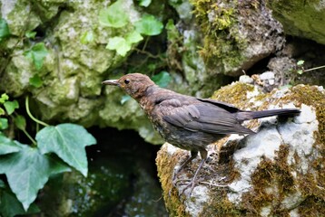 Cute little bird enjoy in green nature