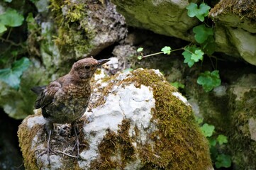 Cute little bird enjoy in green nature
