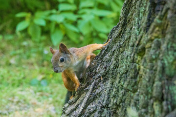 Squirrel in the summer in the Central Park in St. Petersburg