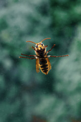 Closeup view with focus on the head and eyes of a European Hornet, Hornet, Wasp in green nature sitting on glass