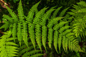 Fern leaf background