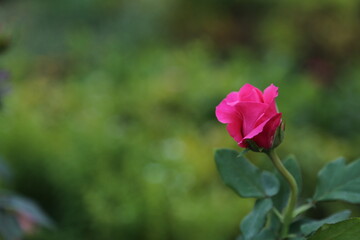 pink rose