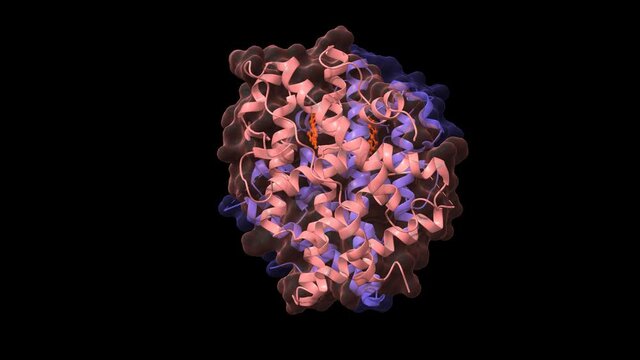 Estrogen receptor beta dimer in complex with estradiol (orange red), animated 3D cartoon and Gaussian surface models, chain id color scheme, based on PDB 5toa, black background