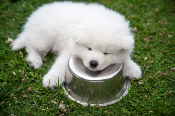 White small Samoyed puppy dog is sleeping with a bowl