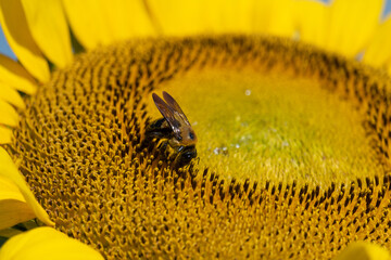 Bumblebee collecting pollen from a sunflower. Macro view.