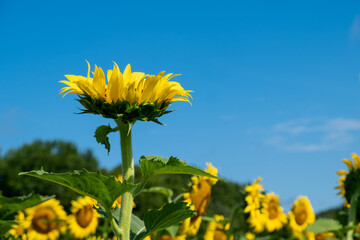 Single sunflower looking up at a deep blue sky in a field of sunflowers