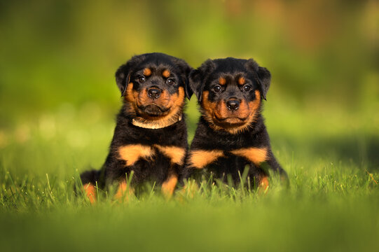 how to choose a rottweiler breeder