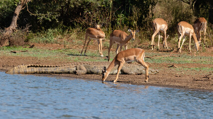 Impalas drinking water near a crocodile