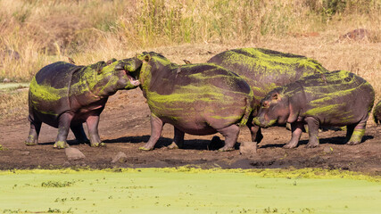 Young hippos playing on a river bank, covered with green plants