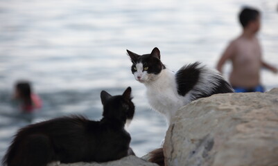 black and white cat on the beach, in background people in the sea in soft focus