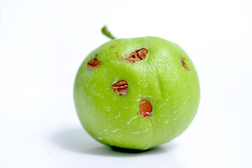 apple fruits damaged by heavy hail storm .pictured in studio