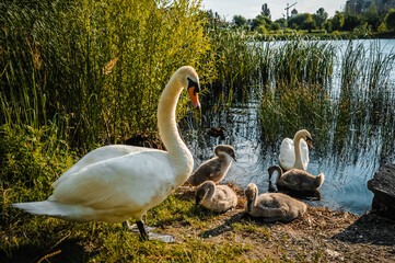 A family of swans warms up on the sunny shore of the lake.