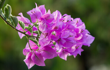 Bougenville flowers in the garden