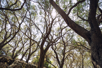 olive grove on a sunny day