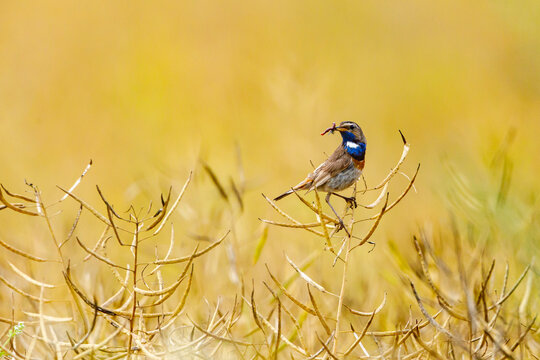 a bluethroat bird in a canola field