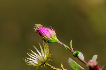 Warm wild vivid flower on olive foliage background