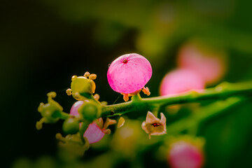 Salvadora persica fruit, Meswak fruit on plant