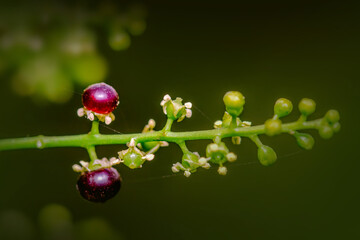 Salvadora persica fruit, transulaent light on Meswak fruit on plant