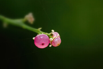 Salvadora persica fruit, Meswak fruit tree transulaent 
